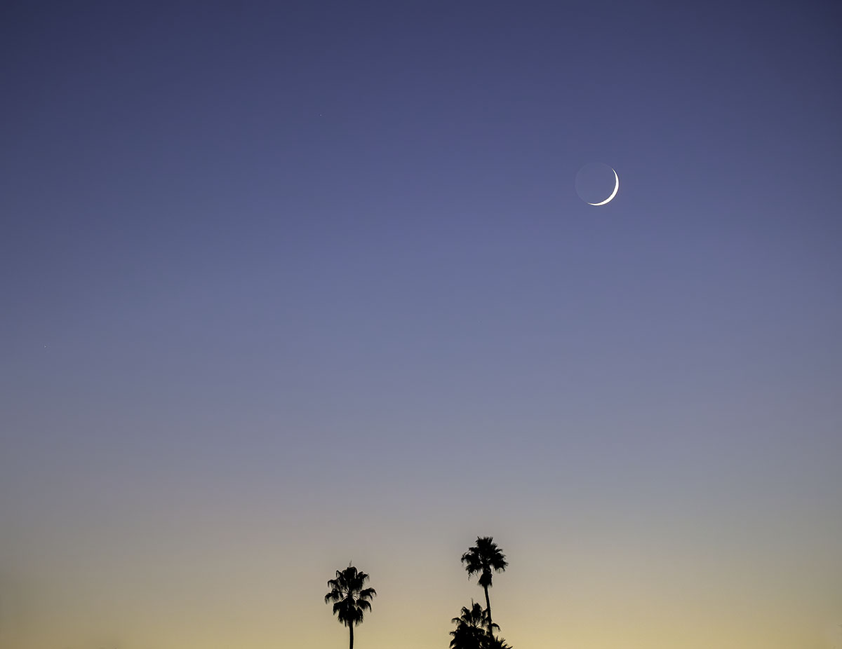 "Moonset with Palms" image ®2022 Eric Platt