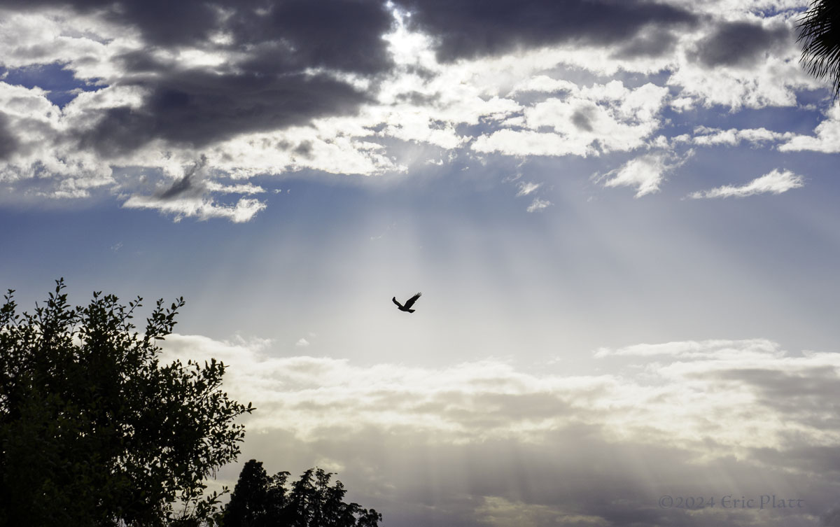 Cloud Rays Bird ®2024 Eric Platt