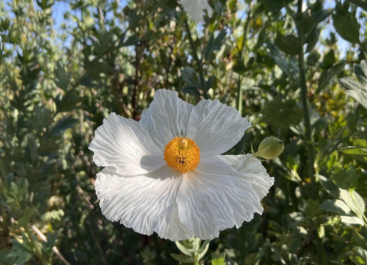 Matija Poppy