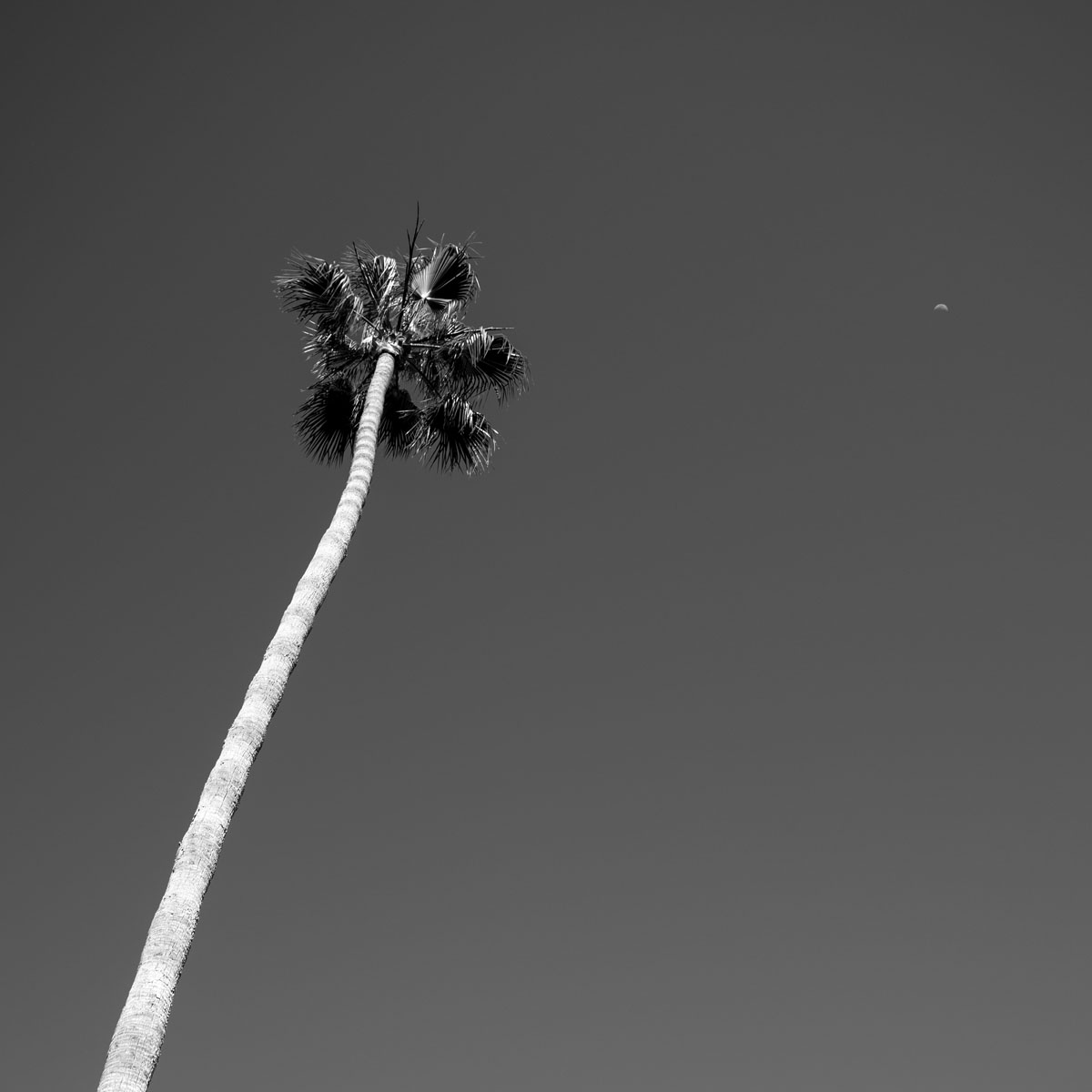 Moon Palm ©2024 Eric Platt